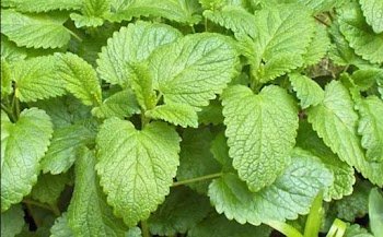 Yu Sleep ingredient Lemon Balm Extract